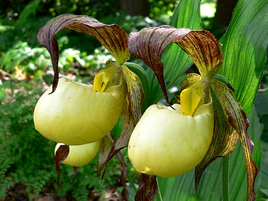 {Cypripedium kentuckiense}